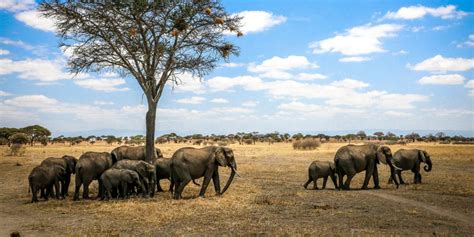 Top 10 Tanzania National Parks And Reserves The Ultimate Tanzania Safari