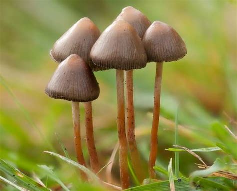 Identifying Psychedelic Mushrooms All Mushroom Info
