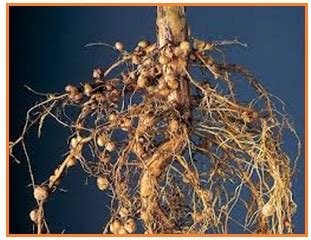 Maybe you would like to learn more about one of these? BIOLOGI GONZAGA: POST TEST KELAS X SEMESTER 2