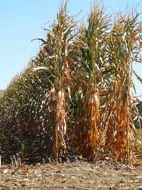 Dried Corn Stalks Stand In Field During Antique Corn Harvest Stock