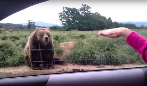 Woman Waves Hello At A Brown Bear And She Cant Help But Laugh At Response