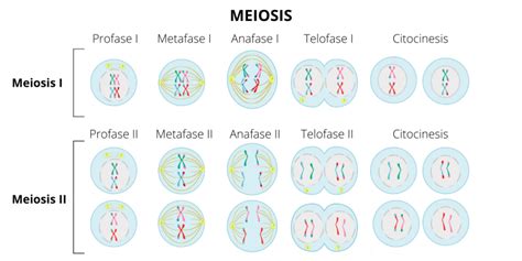 Meiosis Concepto fases y qué es mitosis Mitosis Y Meiosis Word