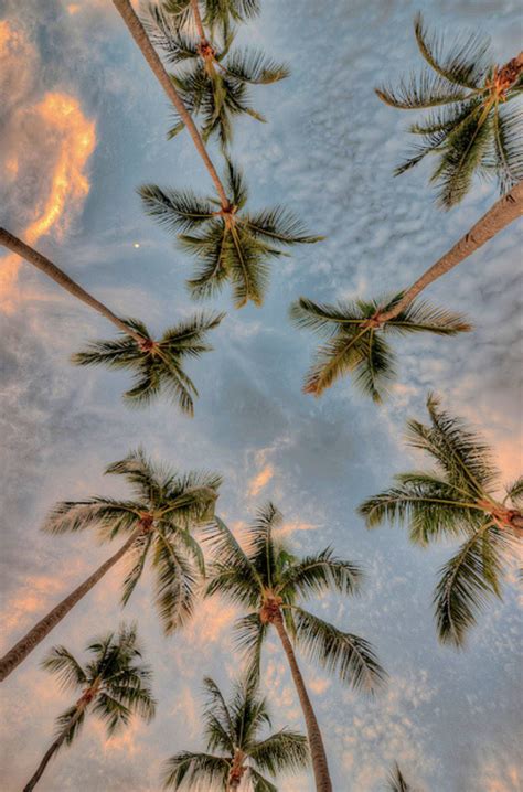 Pinterest Kyliieee Hawaii Palm Trees Salt Life Beach Life