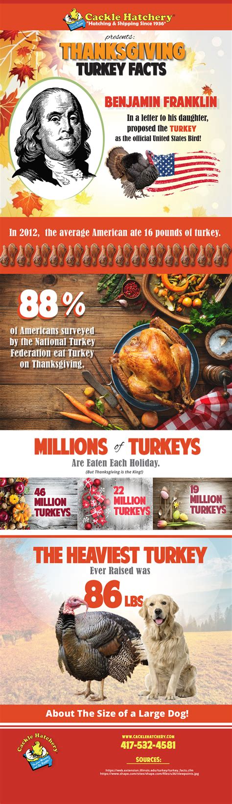 Thanksgiving Turkey Facts Infographic Cackle Hatchery