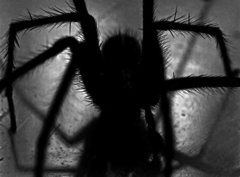 Hur Man Blir Av Med Spindlar Ekholmen Spindelsanering