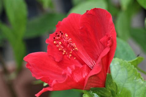 Red Hibiscus Flower Profile Free Stock Photo Public Domain Pictures