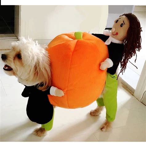 Pumpkin Dog Costume 2 9kg Dog Taxes And Delivery Included Learn