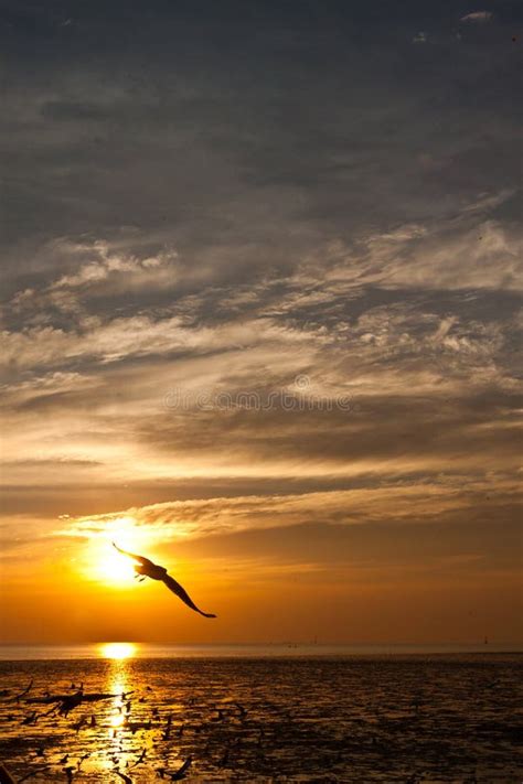 Seagull With Sunset Stock Image Image Of Wild Gliding 31836059