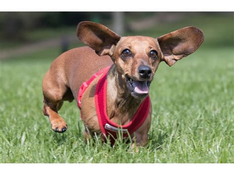 Rent A Weiner Dog At Michigan Lakeshore Rental Across Michigan Mi Patch