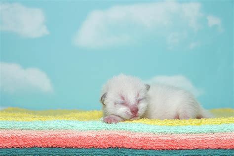 Newborn Siamese Kitten Sleeping Photograph By Sheila Fitzgerald Fine