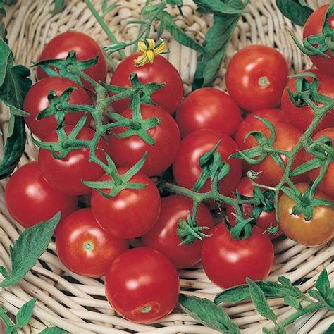Cherry tomatoes are one of the easiest vegetable plants to grow. Solanum lycopersicum 'Large Red Cherry' | Tomato | Ebert's ...