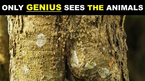 20 Picture Puzzles Nobody Can Find All The Hidden Animals Find The