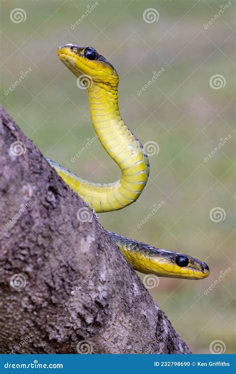 Common Tree Snake Stock Photo Image Of Australia Nature 232798690