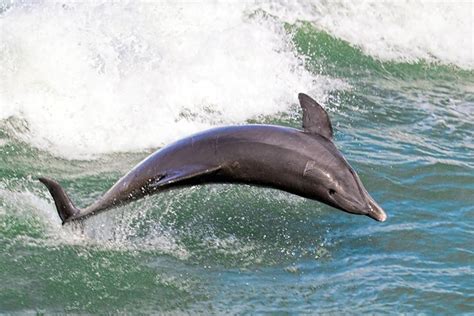 Dolphin Gulf Of Mexico By Karenrita