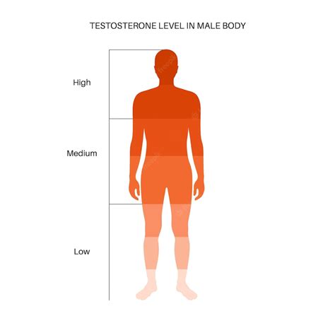 Premium Vector Testosterone Level Color Chart Sex Hormone Production