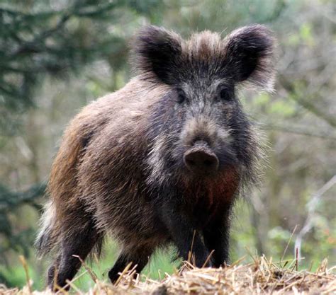 6 Diseases That Feral Hogs Are Spreading Right Now A Z Animals