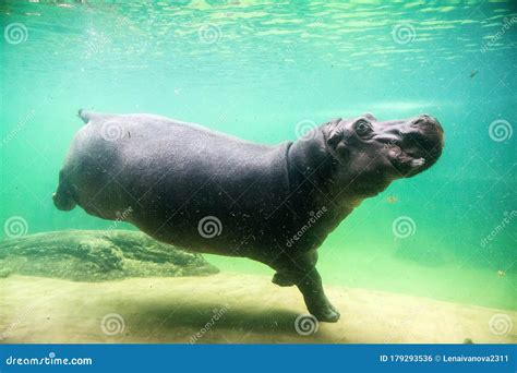 Cute Hippopotamus Swim Underwater In A Zoo Stock Photo Image Of