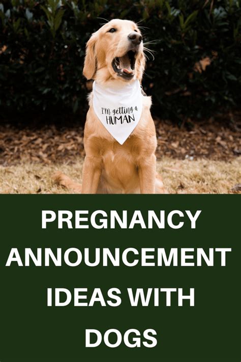 25 Fun Ideas To Let Your Dog Announce Your Pregnancy Another Mommy