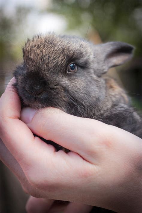 Beautiful Baby Rabbit Bunny In Hands Friendship And Care Of Wild