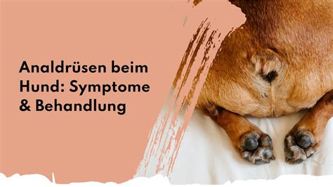 Analdrüsen Beim Hund Symptome And Behandlung People Who Kaer