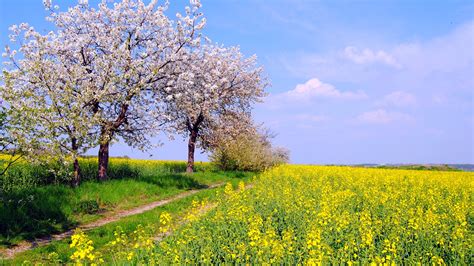 Download Wallpaper 1920x1080 Germany Spring Nature Scenery Fields