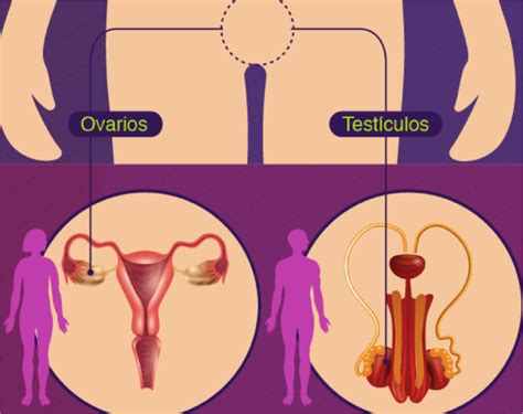 Nuestro Sistema Nervioso Y Reproductor Femenino Y Masculino Mind Map The Best Porn Website