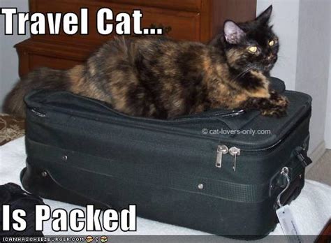Tranquilizer unconscious tranqdart knockedout tranq sleepyfetish dart sleepy comic. Cat Travel Tips | Making Travel Easier On You And Your Kitty