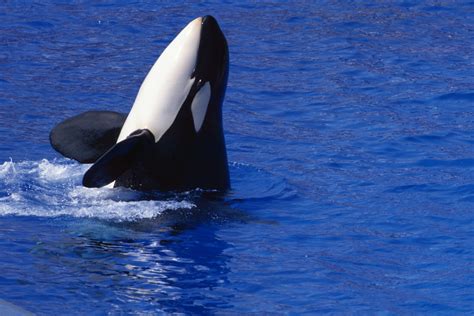 The Ecosystem Of Killer Whales Sciencing