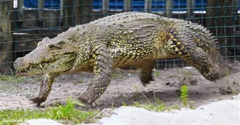 A Cuban Crocodile Gallops Like A Horse In Pursuit Of A Man In A Florida