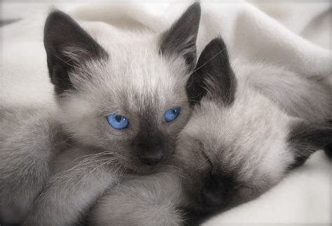 1080p Descarga Gratis Mis Dos Gatitos Siameses Siameses Gatitos Gatos Ojos Azules