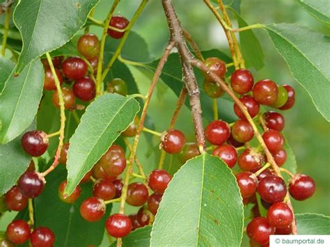 Prunus serotina, or the wild black cherry tree, grows into a tall tree offering both edible fruit and valued wood used in furniture making. Black Cherry | Prunus serotina