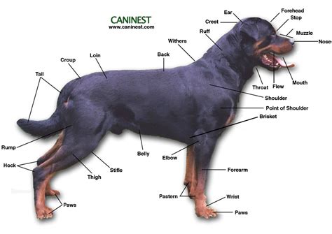 Dog anatomy is not very difficult to understand if a labeled diagram is present to provide a graphic the average number of bones in a dog's body are 321. Croup!