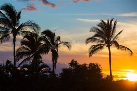 Palm Trees At An Island Sunset Stock Photo Image Of Hawaiian Ocean