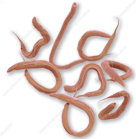 Caenorhabditis Elegans Worms Sem Stock Image C0576884 Science