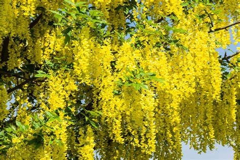 Comune pianta dai fiori bianchi in grappoli (53.28%) campo con tralci e grappoli (38.62%) con altri fa un grappolo (38.62%) compensa del danno (36.29%) affettuosità che si danno (36.29%) arrecar danno (36.29%) dànno alla testa (36.29%) affronto, danno (36.29%) Pianta Grassa Con Fiori Gialli A Grappolo - Piante da vaso ...