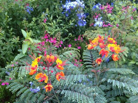 Green thumbs in many parts of texas enjoy a climate that allows for beautiful gardens throughout this perennial vine does well all over texas, but especially in the central part of the state. Texas flowers easy to grow | Garden, Plants, Flowers