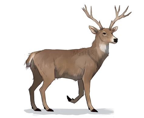 This animal mostly eat plant. White Tailed Deer Drawing | Free download on ClipArtMag