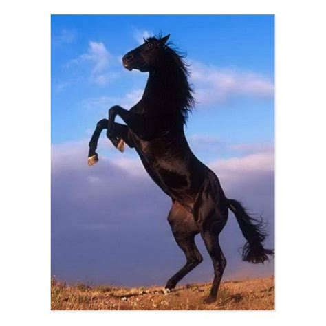 Wild Black Stallion Rearing Horse Postcard Zazzle