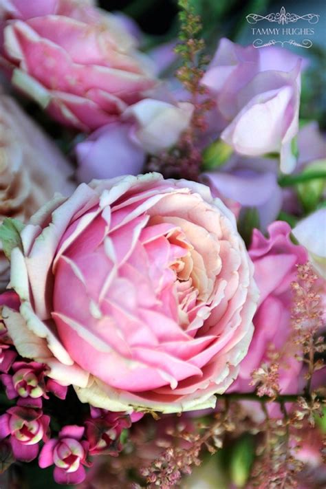 Pink Cabbage Roses Pretty Flowers Flowers Nature Beautiful Flowers