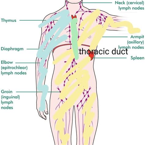 Deep Diaphragmatic Breathing And The Lymphatic System Fight The Fatigue