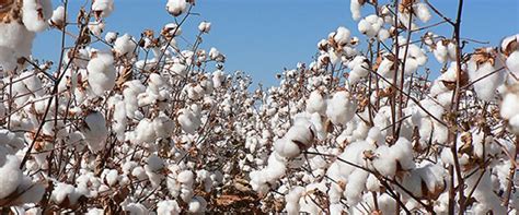 A beginner's guide to growing cotton for profit. - inuofebi