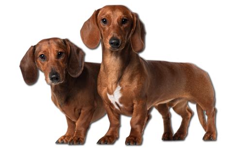 Dachshund Png Transparent Image Download Size 863x556px