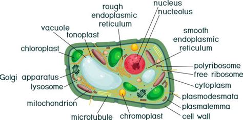 Royalty Free Eukaryotic Cell Clip Art Vector Images And Illustrations