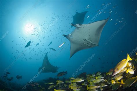 Reef Manta Ray Stock Image C0488200 Science Photo Library