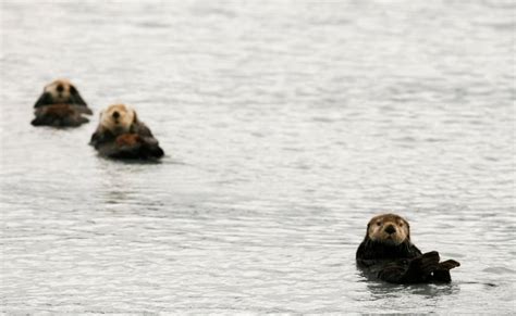 Return Of Sea Otters To Bc Coast Worth Millions But Not Everyone