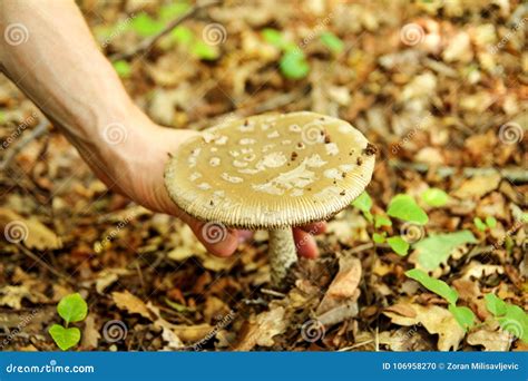 Hand Is Picking Mushrooms Hand Of A Man Holding A Mushroom Stock Photo