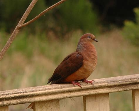Brown Pigeon At Fountain 6 2 12 Birds Of Australia Animals Avian
