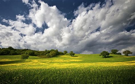 Hd Wallpaper Green Flower Field Under Blue And Cloudy Sky During