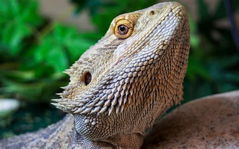 Whats A Better Pet Bearded Dragon Or Iguana Mypetcarejoy