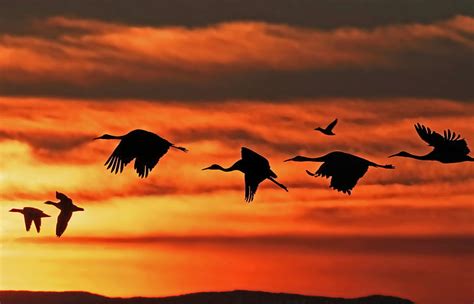 1920x1080px Free Download Hd Wallpaper Black Geese The Sky